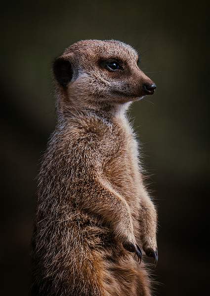 Just Looking_Wendy Mann_Open.jpg - Open